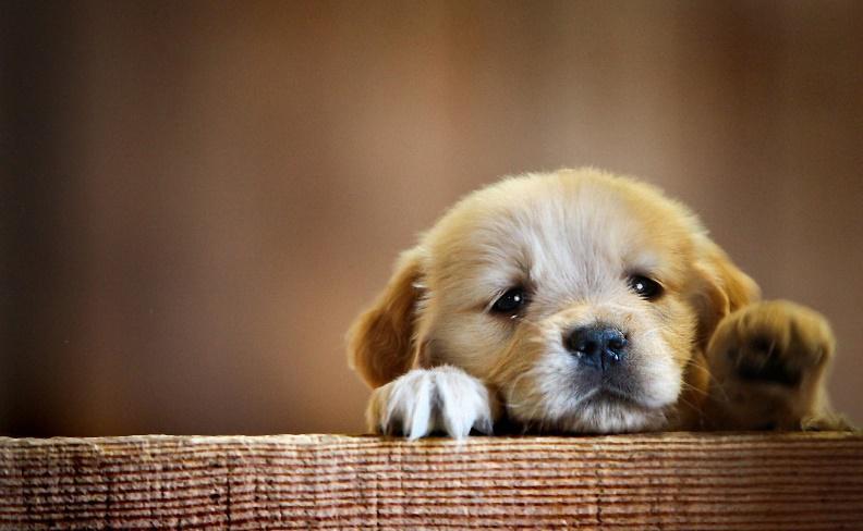 puppy