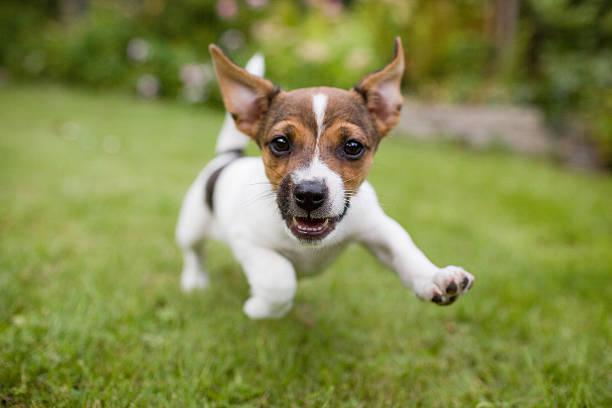dog running