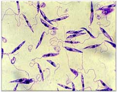 Leishmania-infantum