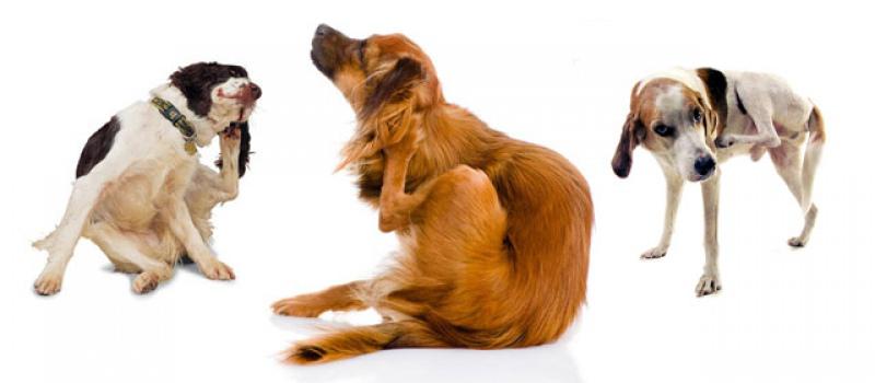 dogs with fleas