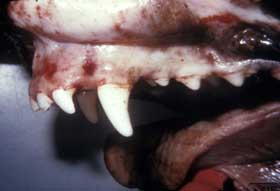 oxrotita vlenogonwn