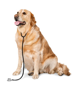 doctorDog