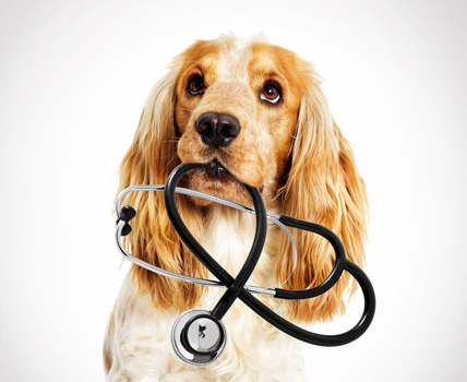 dog helping